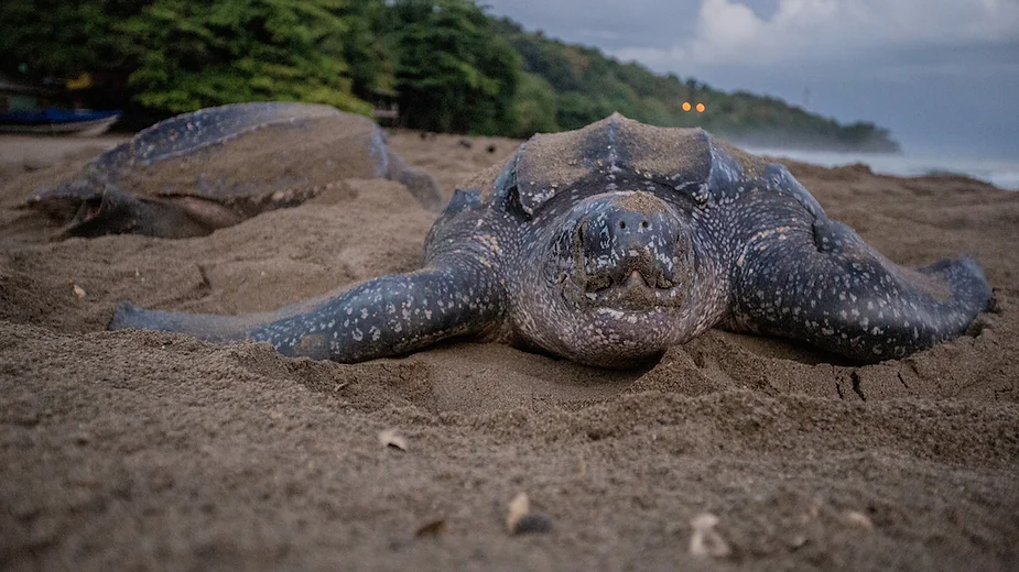 turtle nesting