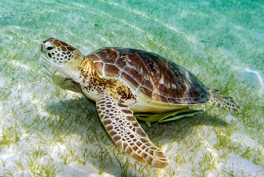 turtle swimming in the ocean