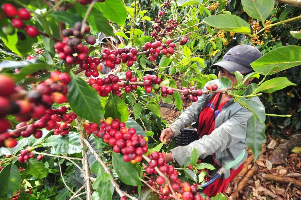 Collecting coffee